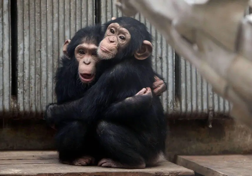 Dos crías de chimpancé