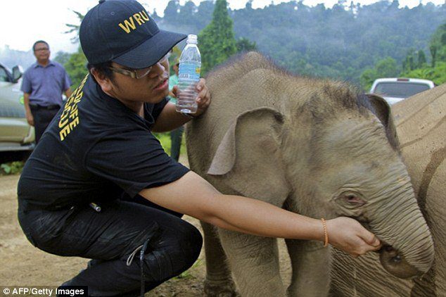 O bebê elefante é colado ao corpo de sua mãe, Enquanto um funcionário do departamento de vida selvagem dá você bebe