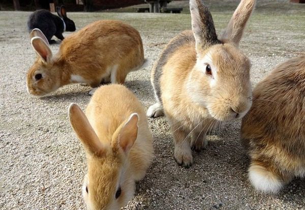 1-okunoshima-rabbit-island-in-japan