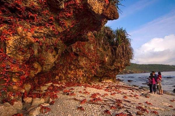 9-Christmas-Island-baby-red-crabs