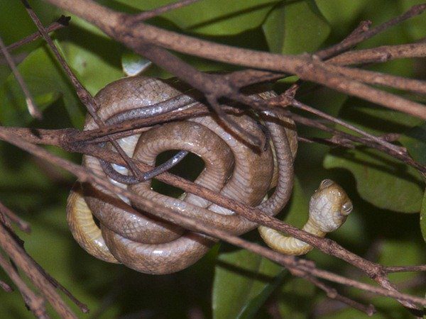 95-Cobras de árvore marrom invasiva
