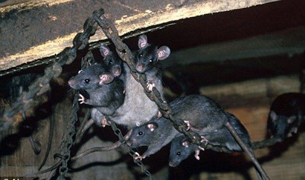 994-Schwarze Ratten in Montecristo