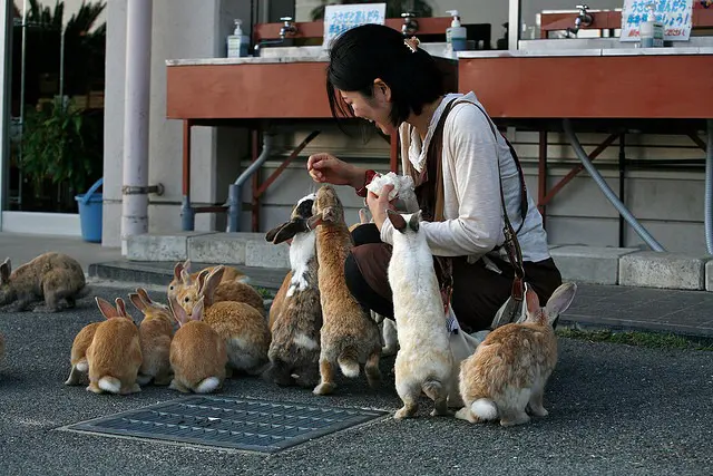 Rabbits--Okunoshima-Japan