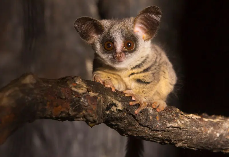 The mohol Bushbaby also known as South African galago
