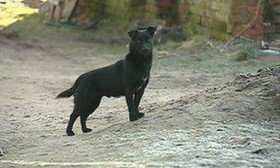 chien Pologne