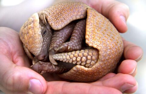 baby armadillo