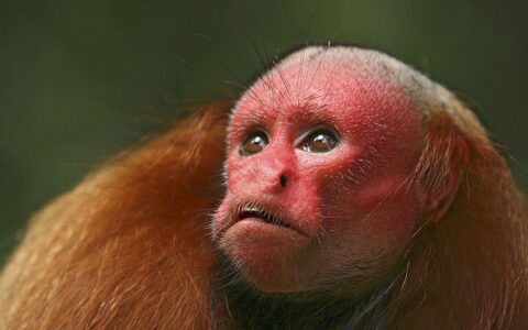 Macacos Macacos woolly grande vermelho