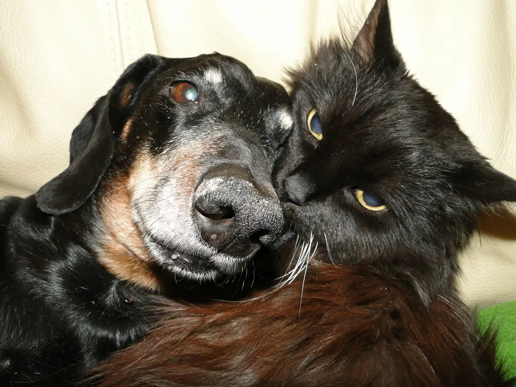 Cão e gato
