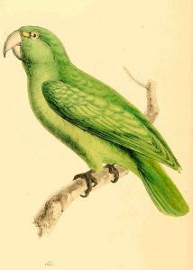 Short tailed Parrot