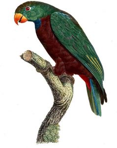 Loro Piquirrojo