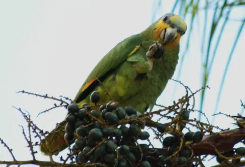 List of parrots beginning with letter A-B