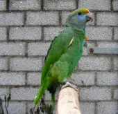 Amazona dufresniana