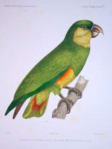 Yellow-faced Parrot