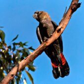 Calyptorhynchus lathami