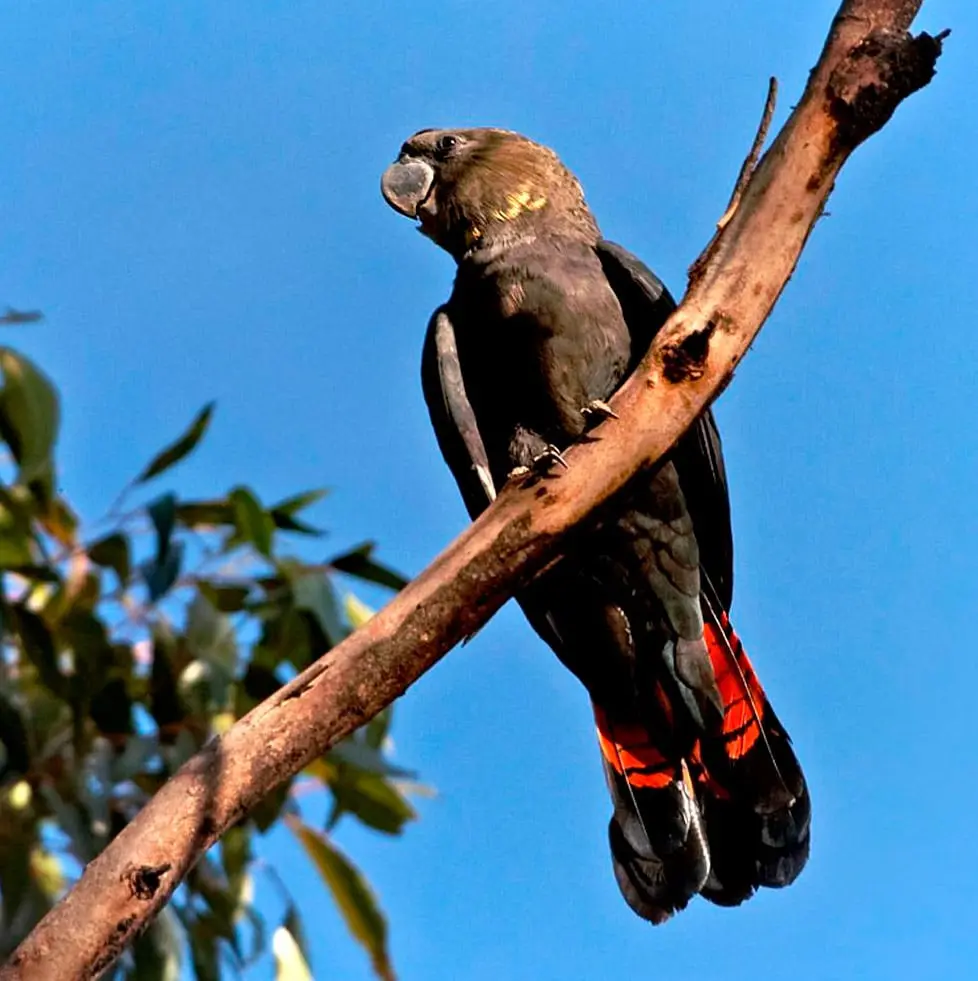 Glossy black cockatoo