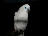 Cacatua ophthalmica