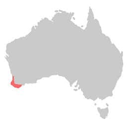 Distribution Long-billed Black-billed Cockatoo