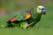 Amazona aestiva