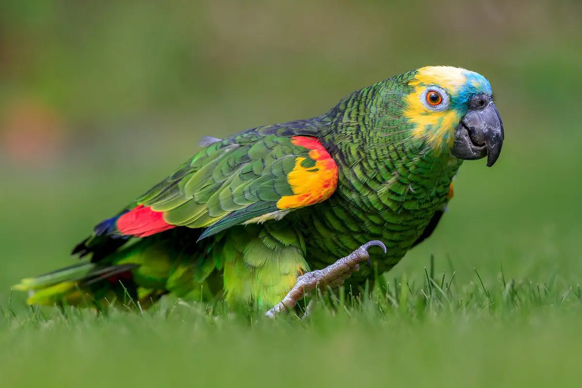 Blue fronted Parrot