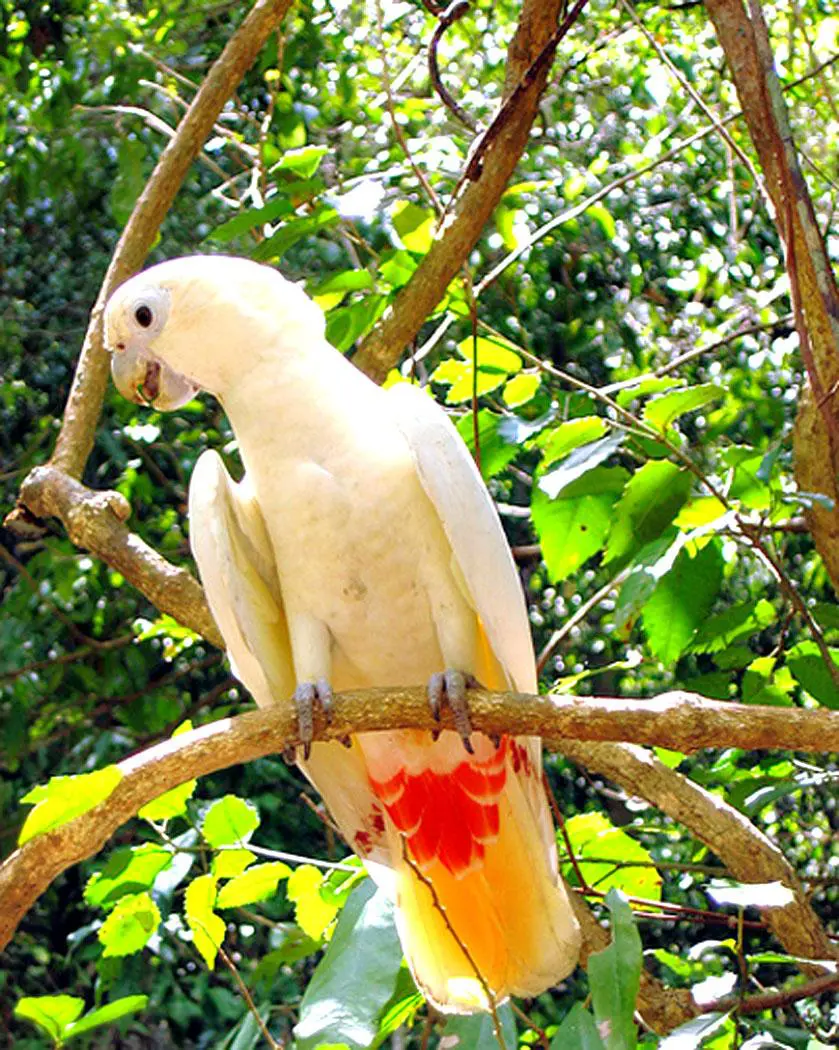 Philippine cockatoo (Cacatua haematuropygia) - Exotic birds