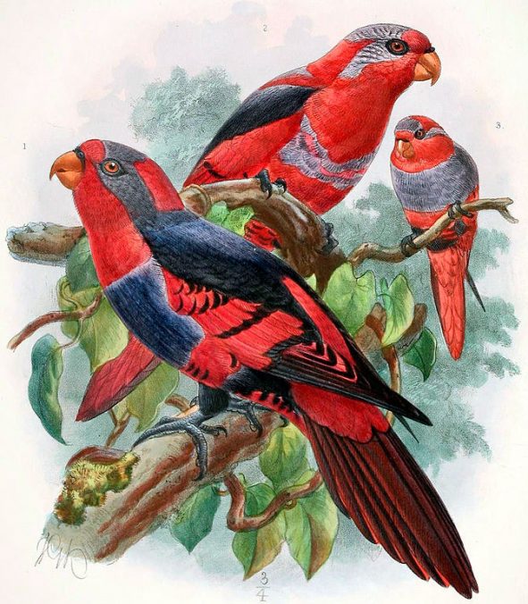 Red-and-blue Lory (Eos histrio) - Exotic birds