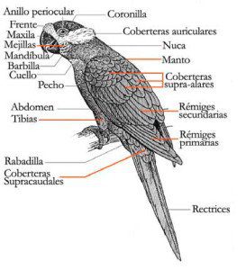 Anatomie-Papageien