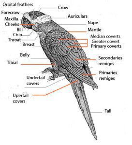 Anatomy-parrots-eng