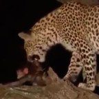 Leopardo