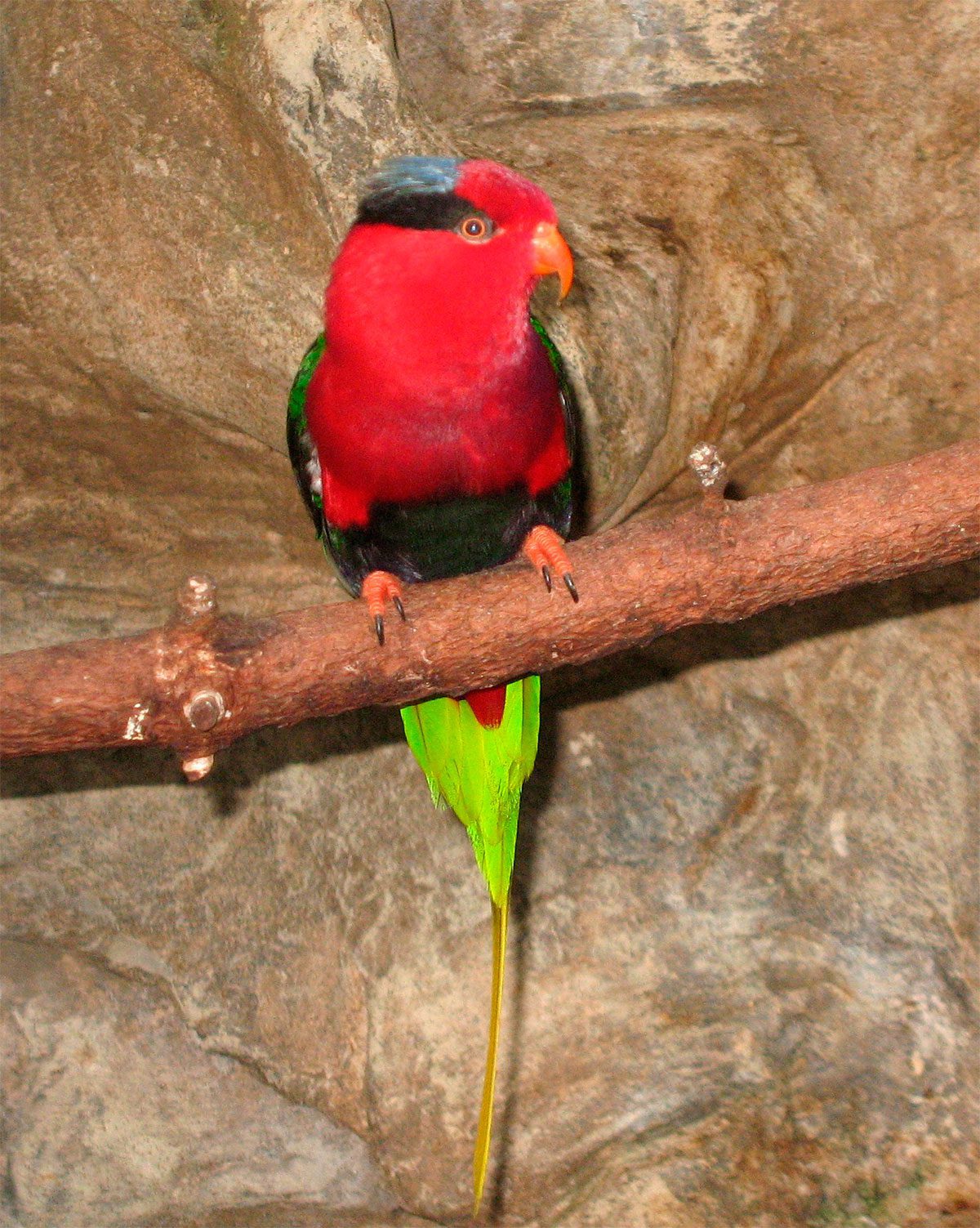 Papuan Lorikeet