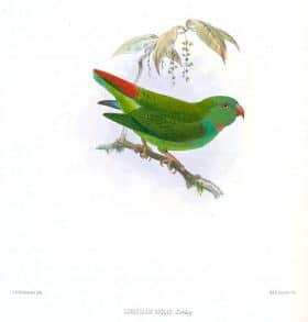 Pygmy hanging parrot