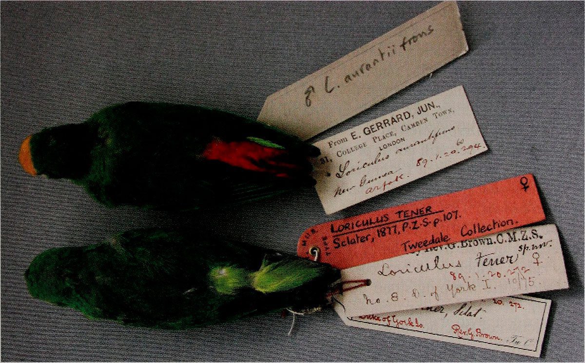 Loriculus tener. Imagem da página 18 do "Boletim das British Ornithologists' Clube" (2007) - (N. J. Colar © Museu de História Natural)