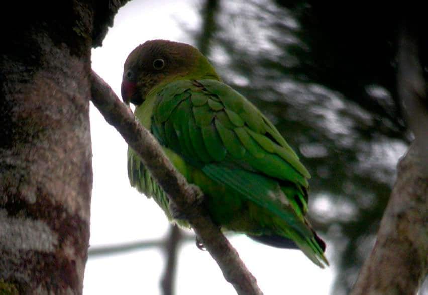Yellow-capped Pygmy-Parrot
