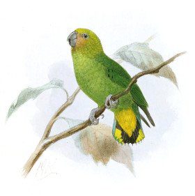 Yellow-capped Pygmy-Parrot