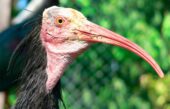 ibis eremita