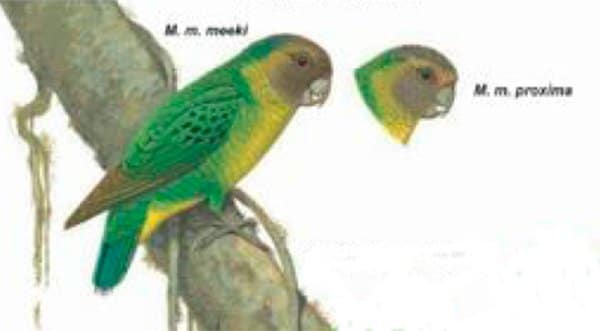 Meek's Pygmy-Parrot