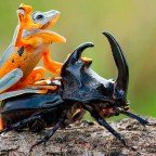 Flying Frog