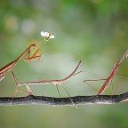 Mantis