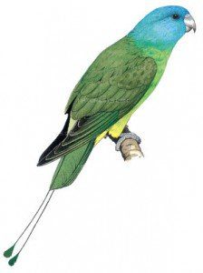 Blue-headed Racquet-tail