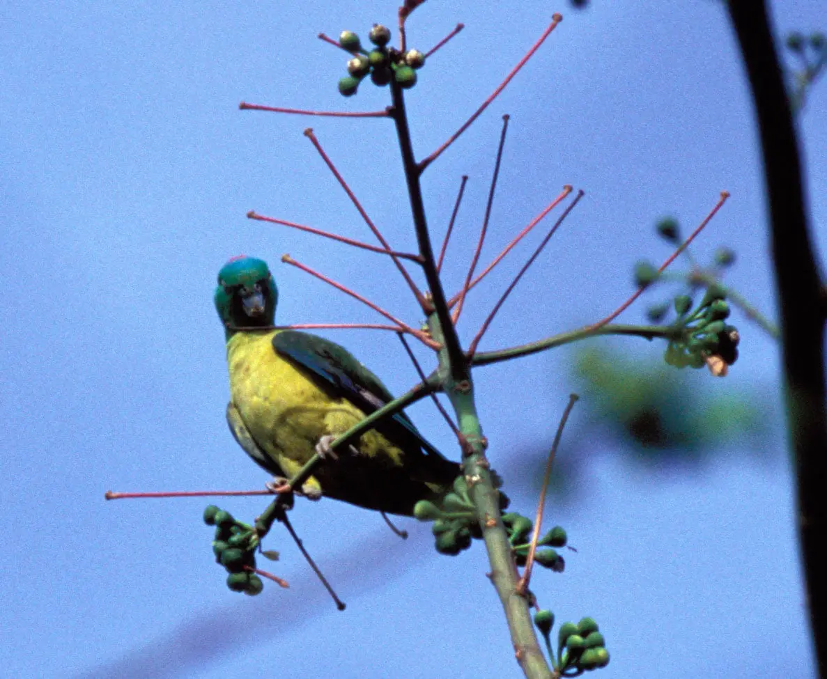 Blue-winged Racquet-tail