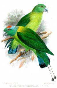 Blue-winged Racquet-tail