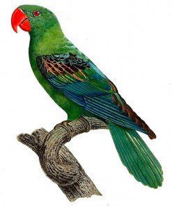 Great-billed Parrot