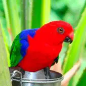 Papagayo Moluqueño