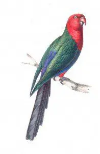 Papagaio rei das Molucas