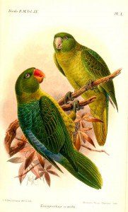 Azure-rumped parrot