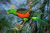 Papagayo Alirrojo