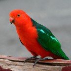 Papagayo Australiano