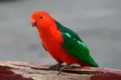 Papagayo Australiano
