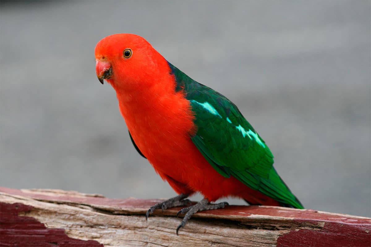 Papagayo Australiano