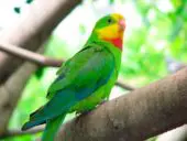 Perico Soberbio