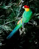 Perico Capelo